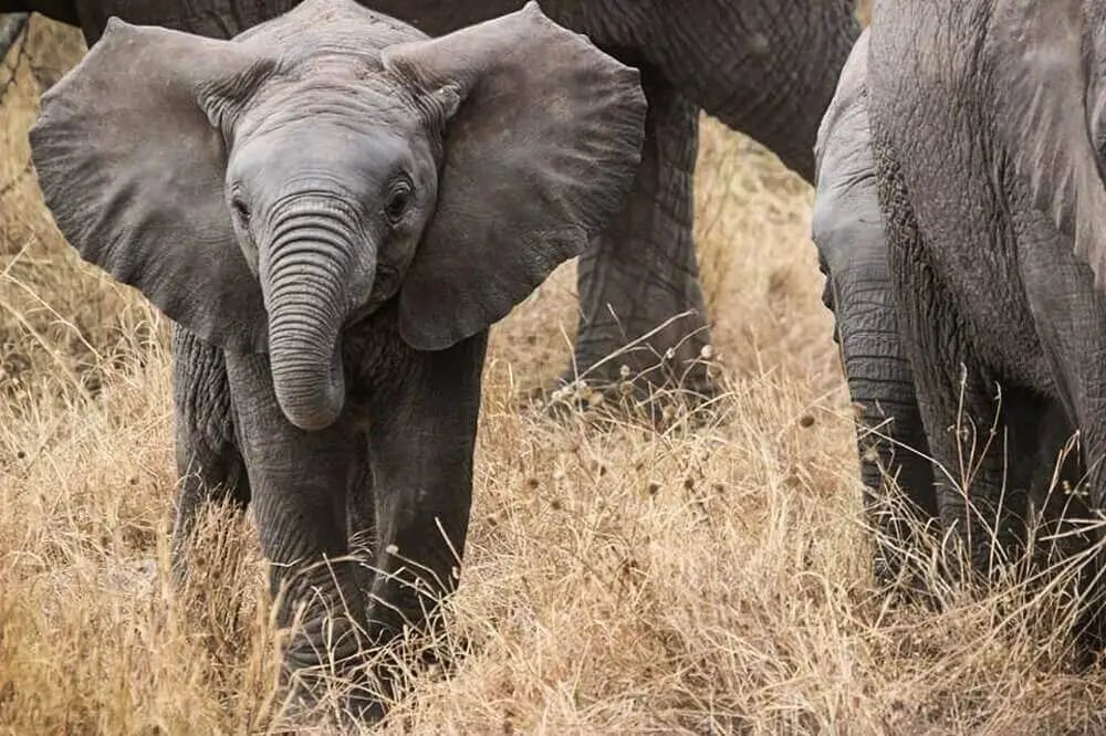 baby_elephant_with_herd_tanzania_big_five_safari-1