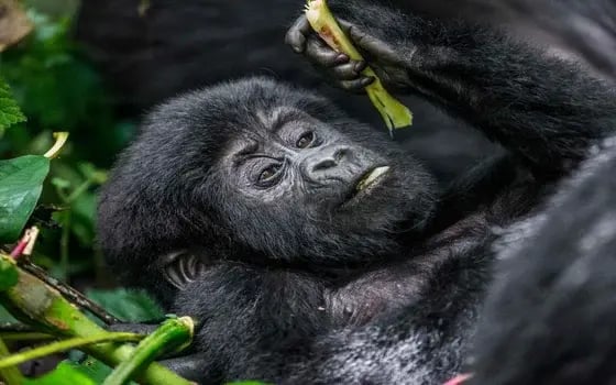 Gorilla in Uganda