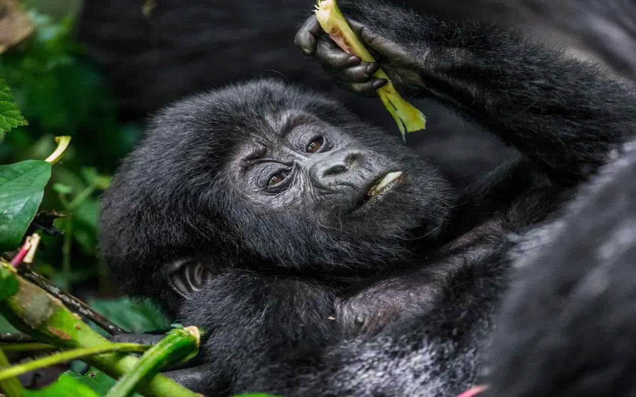 baby_mountain_gorilla_bwindi_forest_park_1920x1200-3