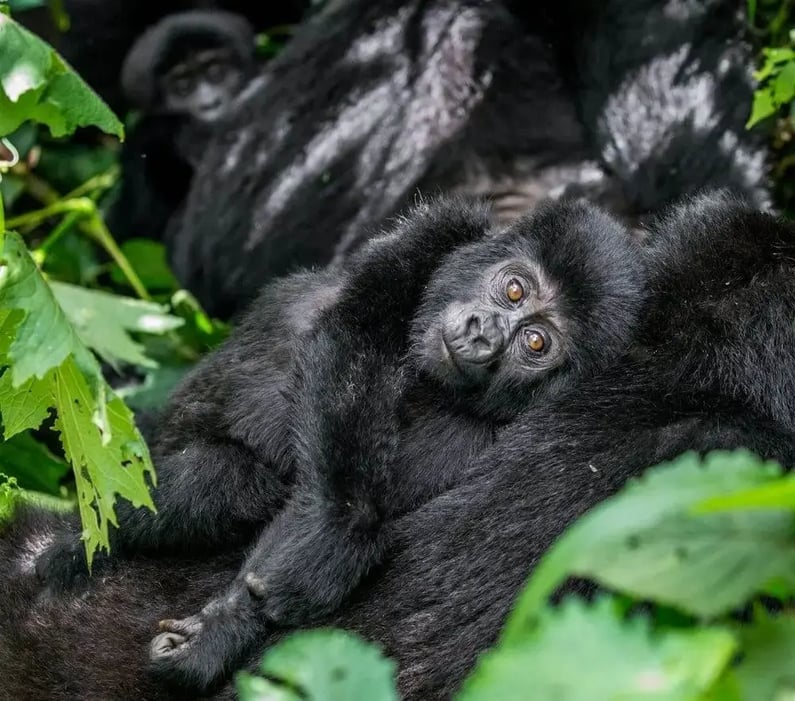 baby_mountain_gorilla_bwindi_national_forest_parkjpgcrdownload-1