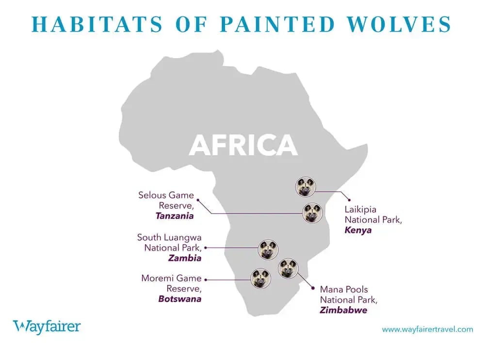 bbc_dyansties_painted_wolves_infographic