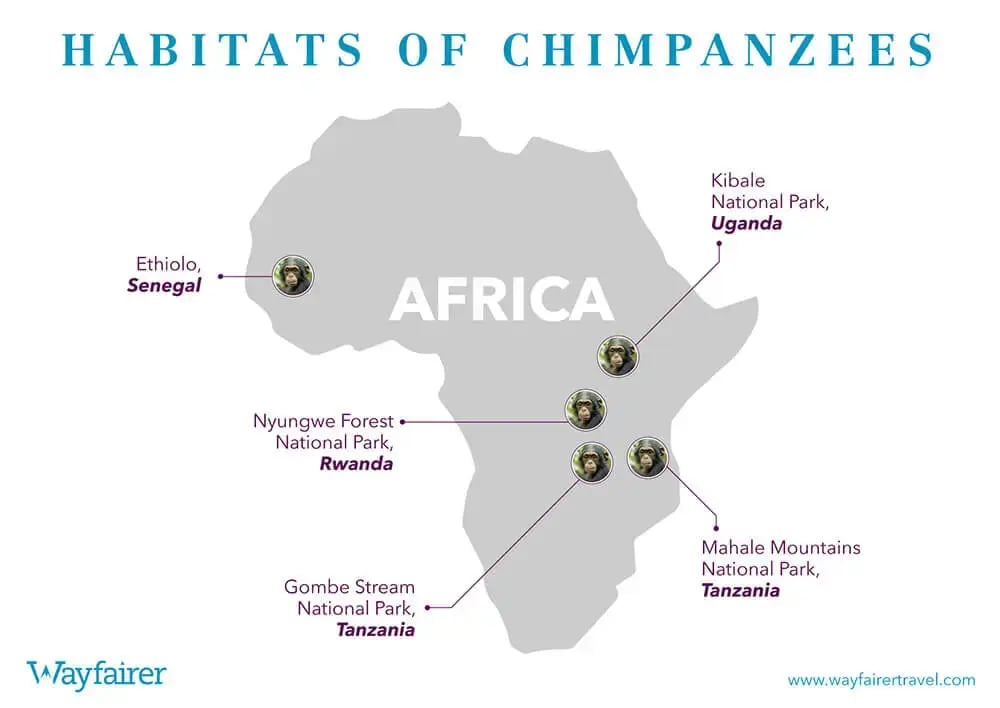 bbc_dynasties_chimpanzees-_infographic