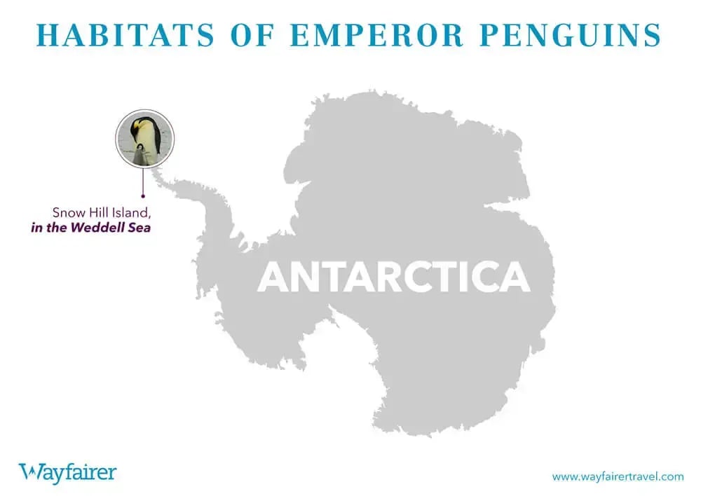 bbc_dynasties_emperor_penguins_infographic