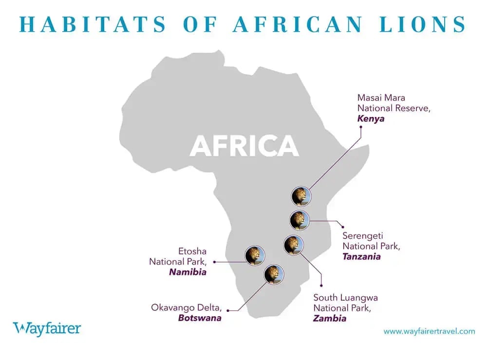 bbc_dynasties_lions_infographic