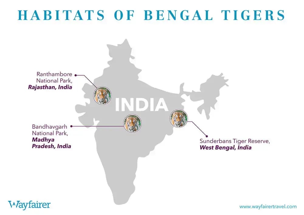 bbc_dynasties_tigers_infographic