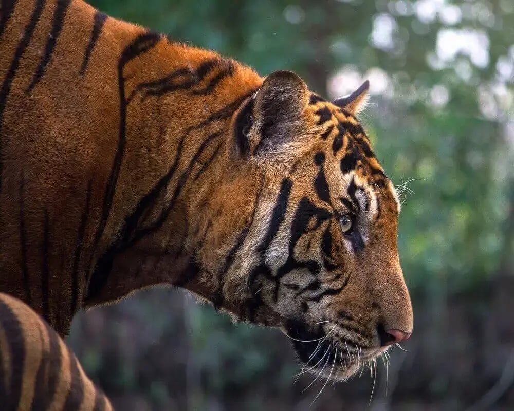 bengal-tiger-profile-india-dynasties-bbc-attenborough