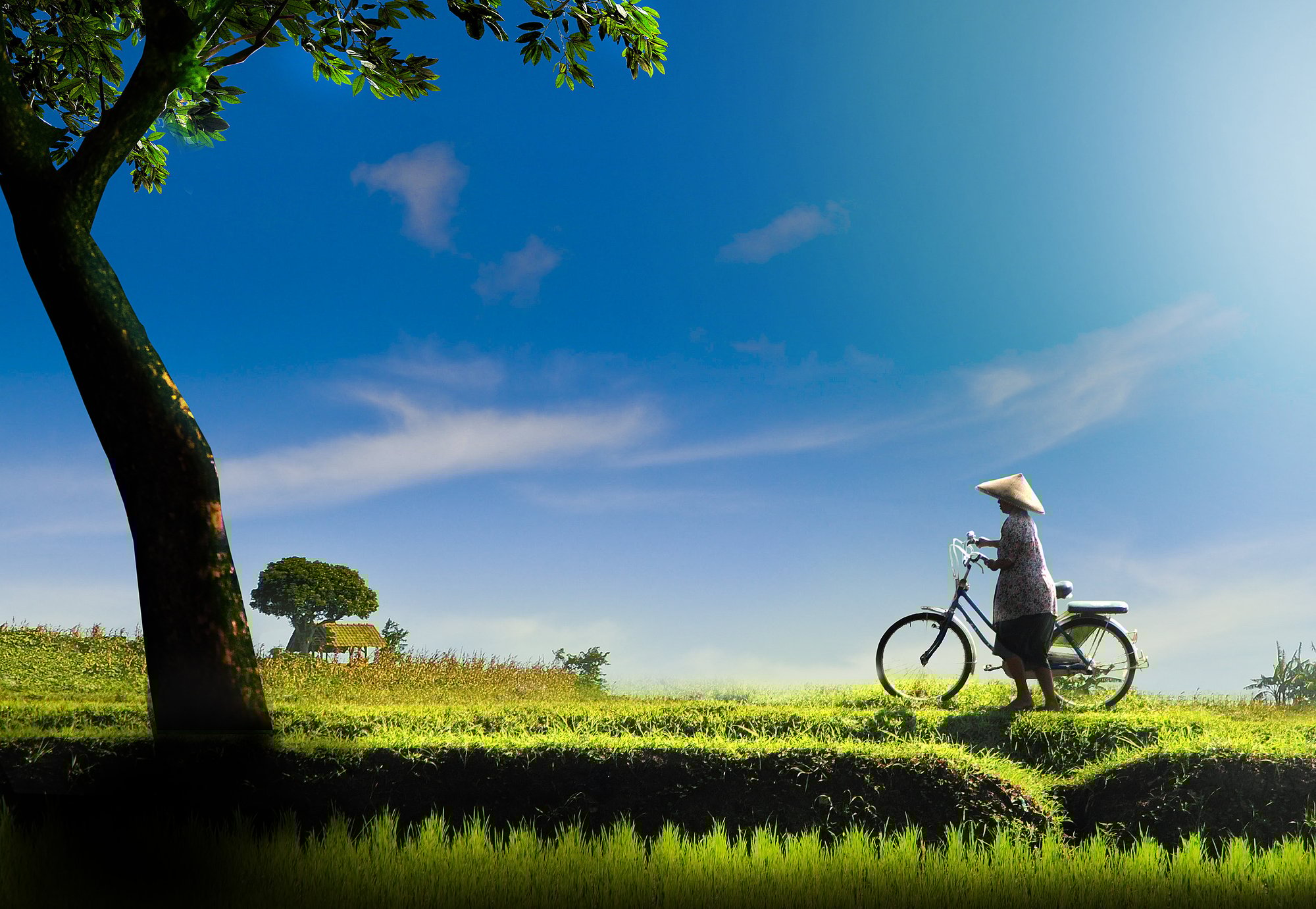 bicycle_across_rice_paddies_vietnam