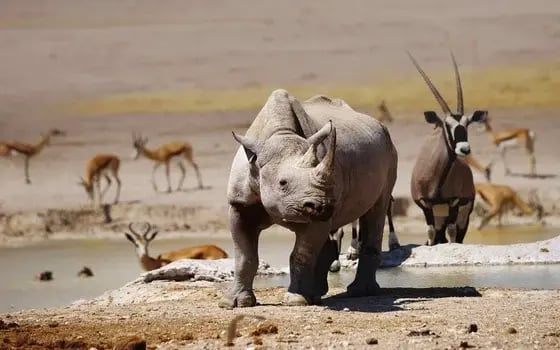 rhino at etosha