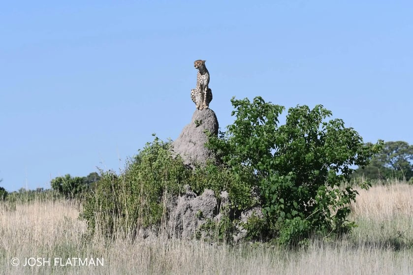 botswana_safari_josh_cheetah
