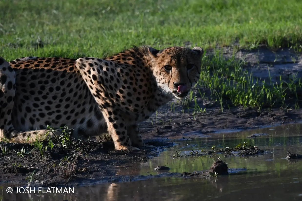 botswana_safari_josh_cheetah_3-1