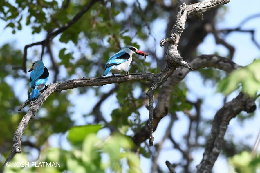 botswana_safari_josh_kingfishers