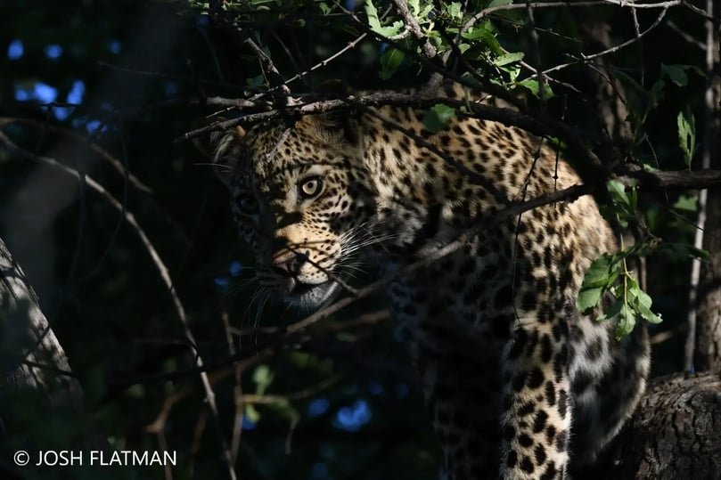 botswana_safari_josh_leopard_2