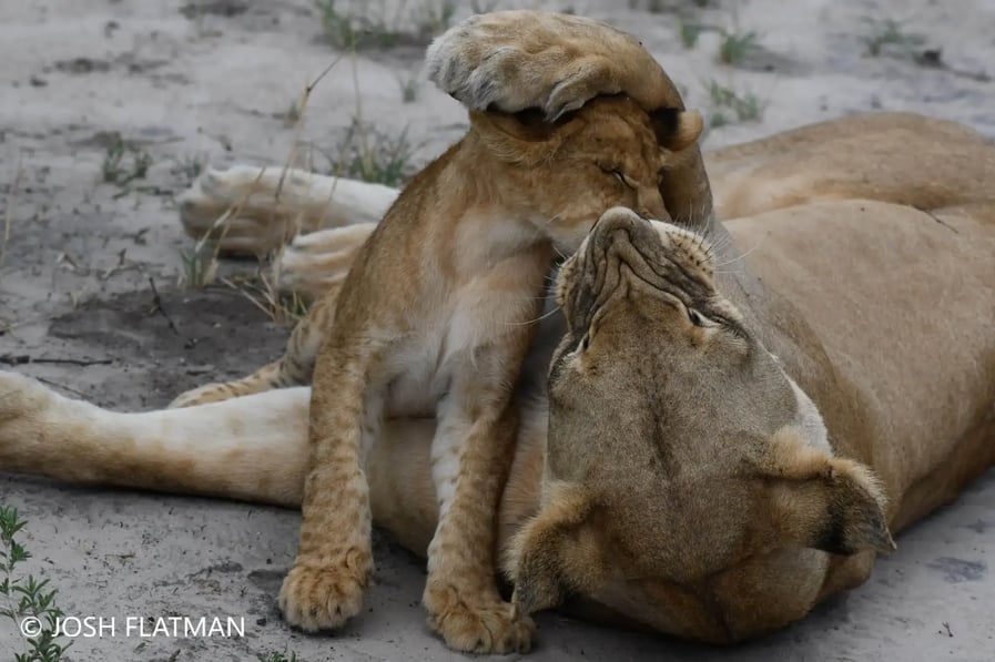 botswana_safari_josh_lion_cub