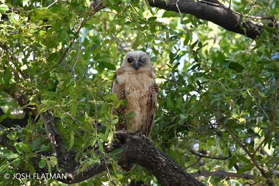 botswana_safari_josh_owl
