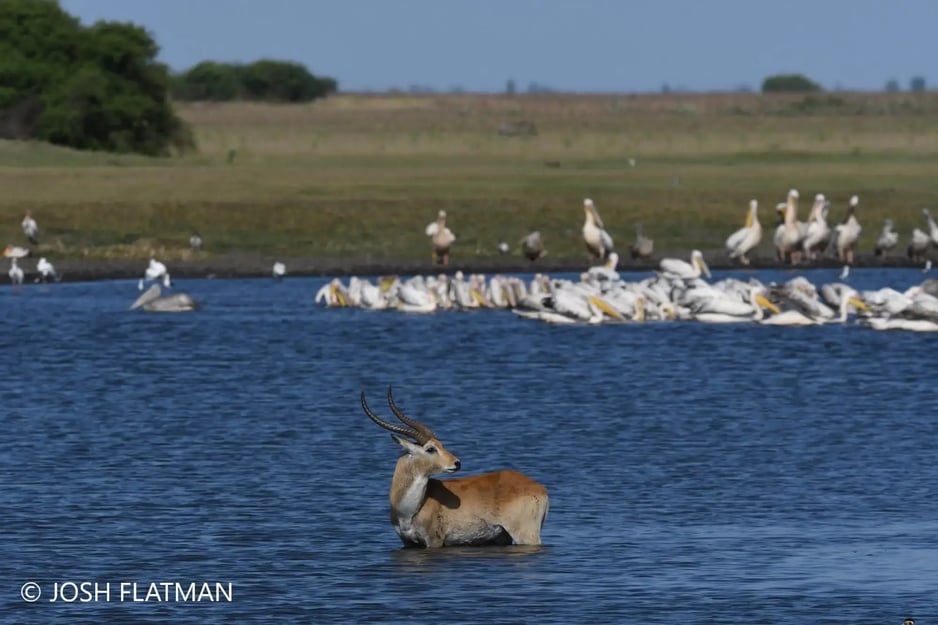 botswana_safari_josh_red_lechwe