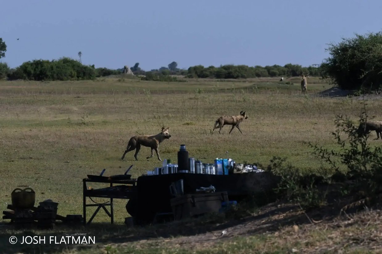 botswana_safari_josh_wilddogs