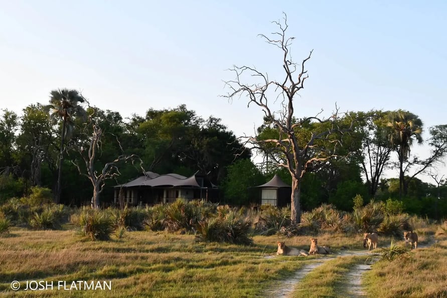 botswana_safari_josh_xigera