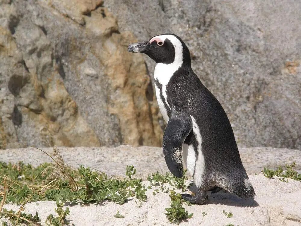 boulders_beach_penguin_family_cape_town_with_kids_1