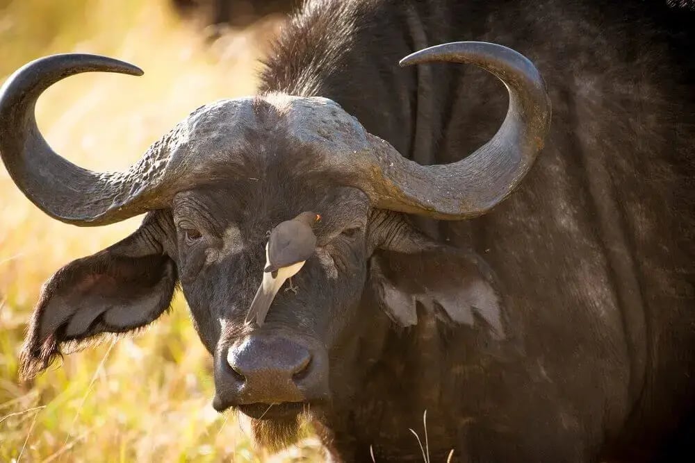 buffalo_on_safari_rachel_sinclair_wildlife_photography_holidays
