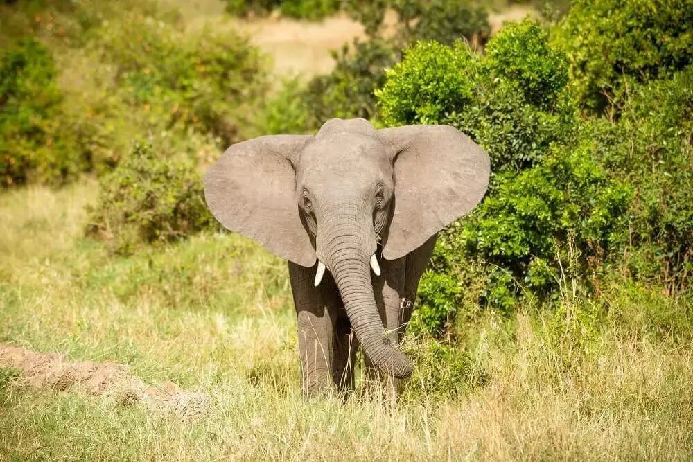 bull_elephant_on_safari_rachel_sinclair_wildlife_photography_holidays