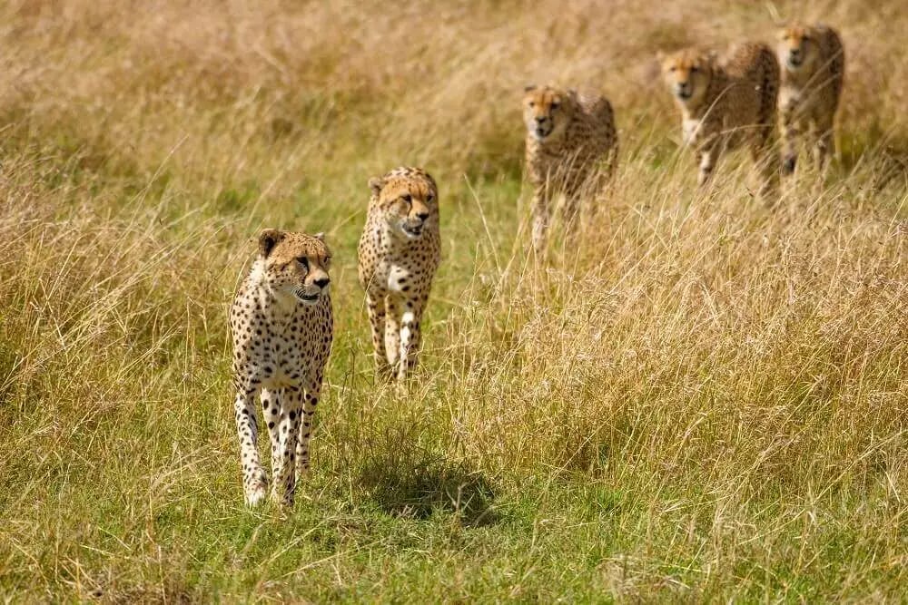 cheetahs_on_safari_rachel_sinclair_wildlife_photography_holidays