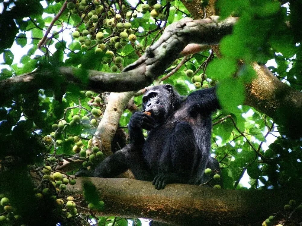 chimp_kibale_forest_uganda_safari