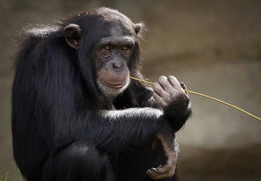 chimpanzee-sitting-toothpick-africa-dynasties-bbc-attenborough