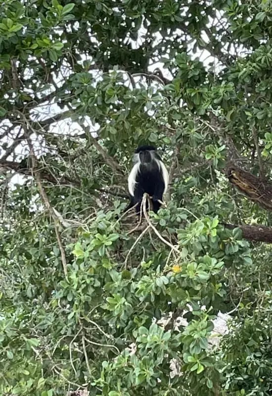 colobus_monkey_kenya_derek_and_colleen