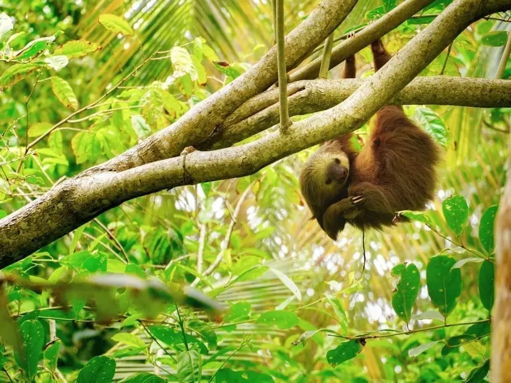 costa_rica_sloth_unsplash_zsquoj-3-_1_