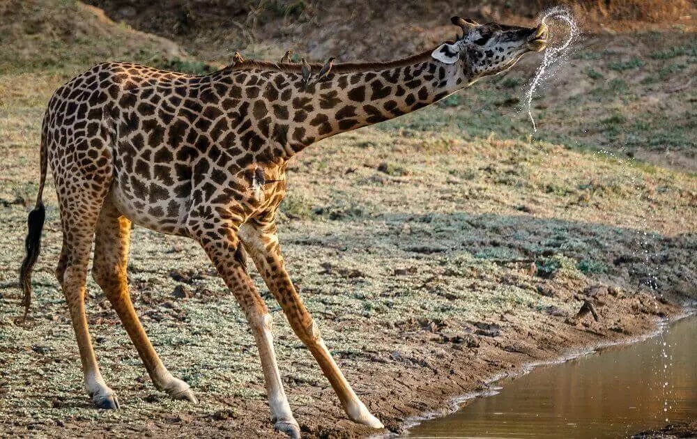 drinking_giraffe_river_zambia