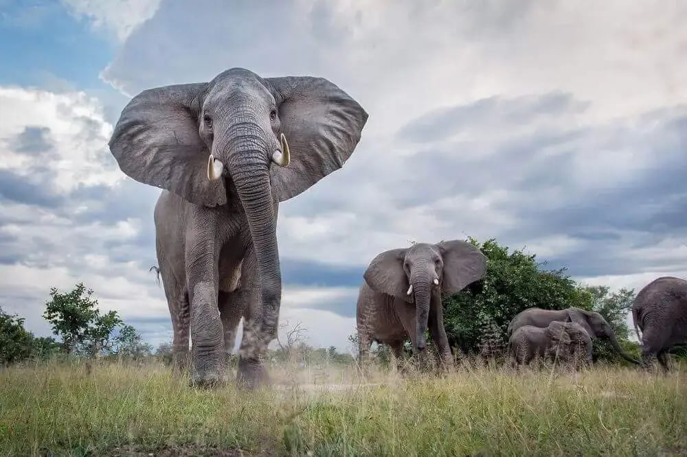 elephant_herd_chinzombo_safari_lodge_zambia