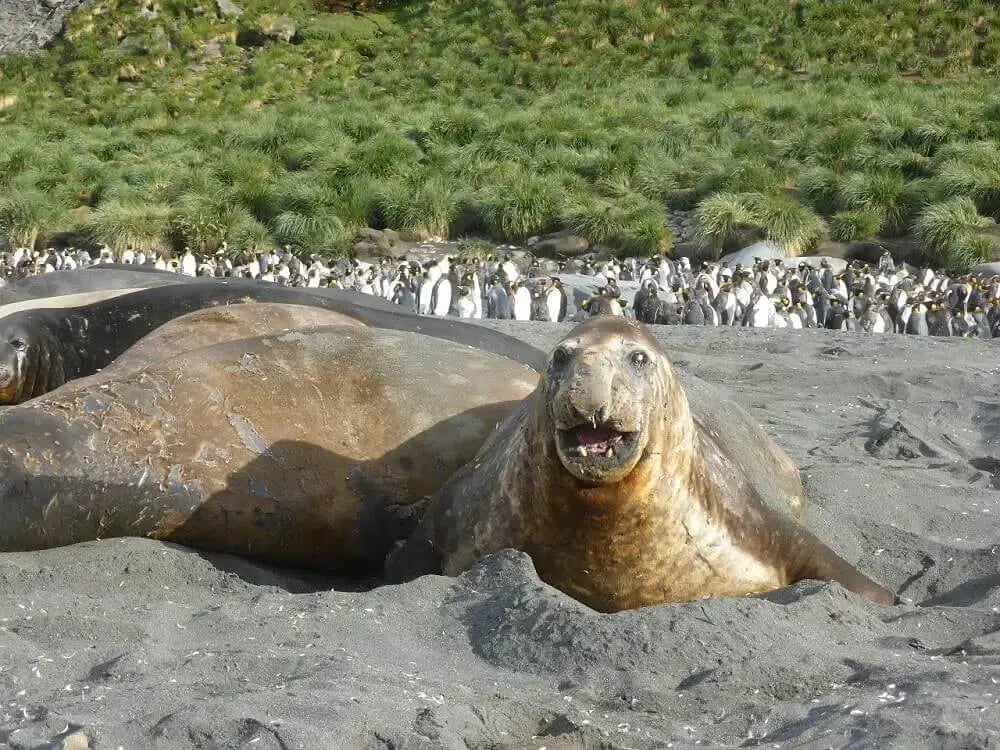 elephant_seal_penguins_south_georgia_island_antarctica