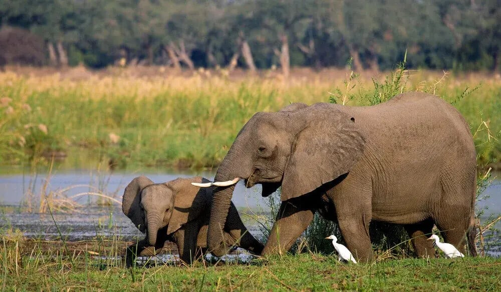 elephant_with_baby_near_zambezi_river