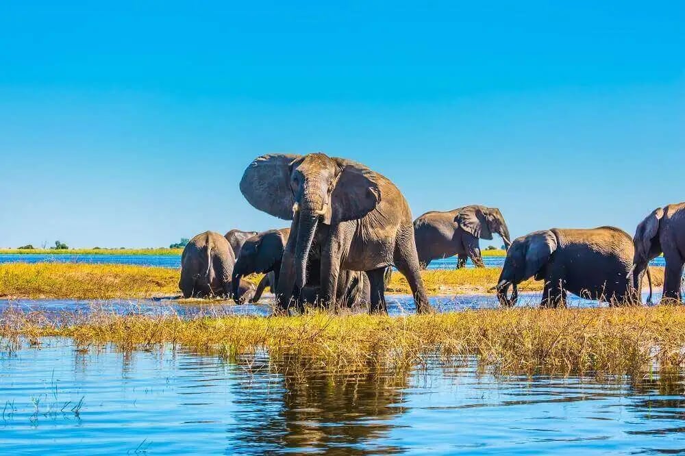 elephants_crossing_river_chobe_national_park_botswana