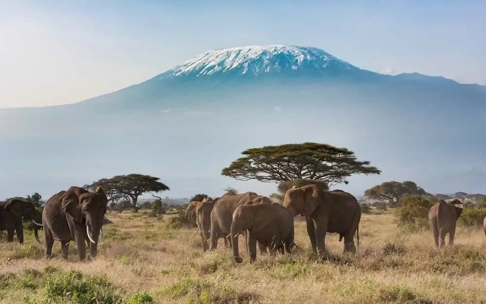 elephants_mount_kilimanjaro_view_tanzania-2-_2_