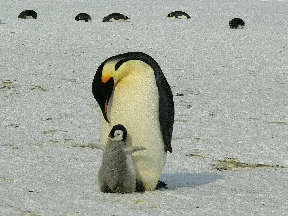 emperor-penguin-and-chick-dynasties-bbc-attenborough