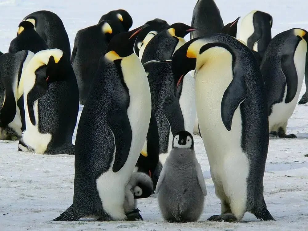 emperor_penguins_chick_huddle_antarctica