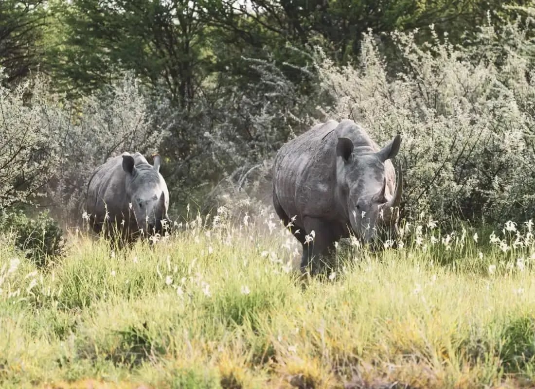 etosha_rhino_unsplash_Compressed_dozi20
