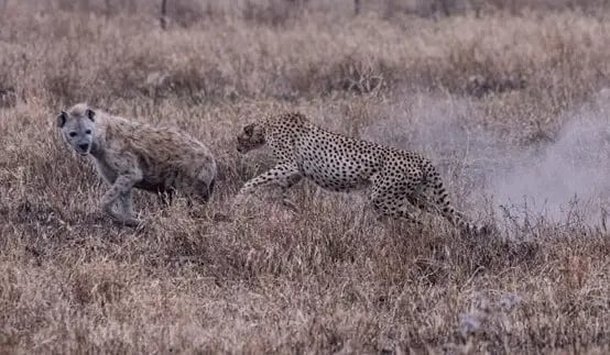 female-cheetah-chasing-hyena-to-protect-cubs