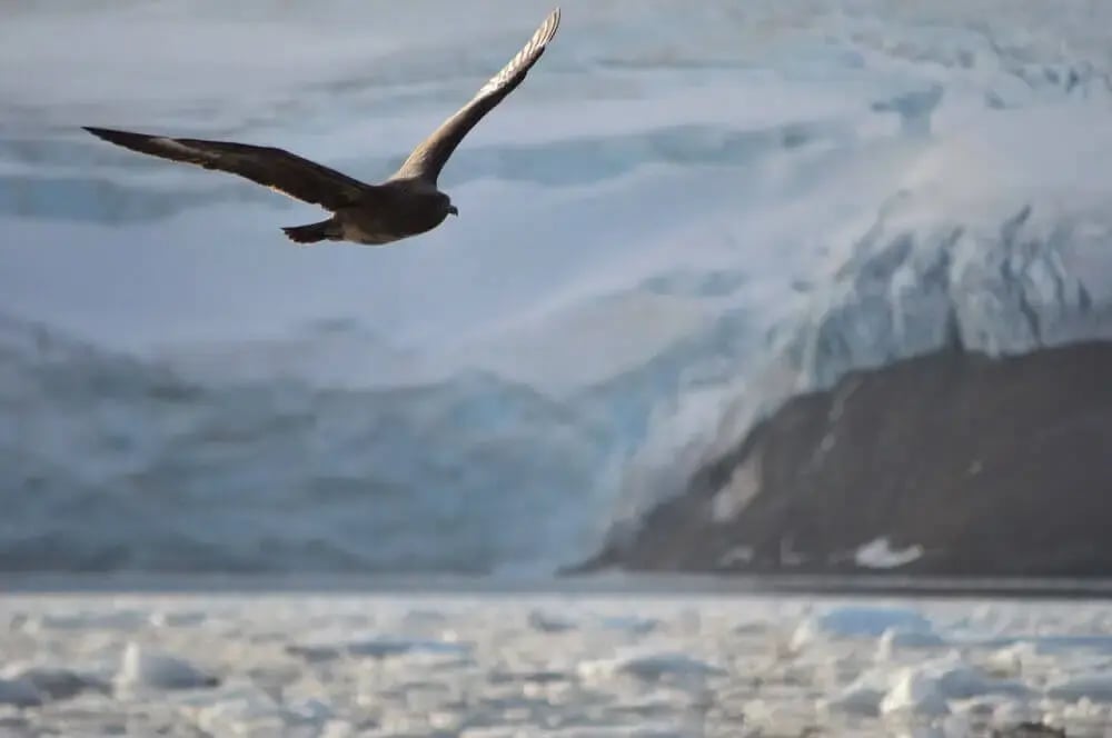 flying_skua_seabird_antarctica