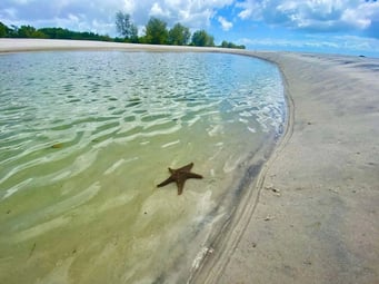 gary_yasmin_tanzania_honeymoon_starfish_large