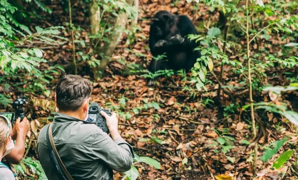 A man takes pictures of a gorilla in Tanzania.