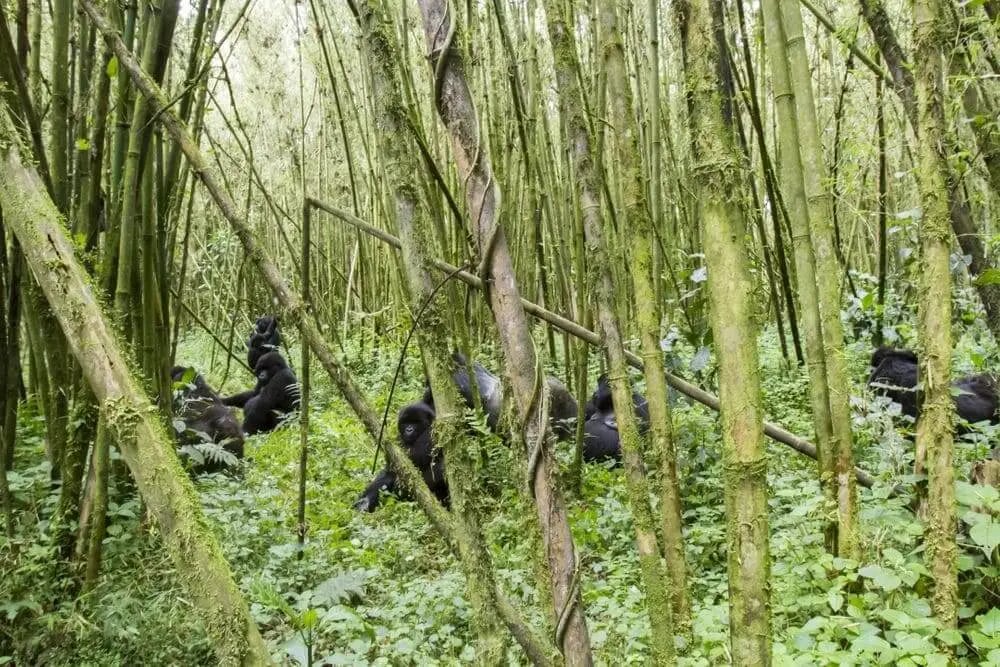 group_of_mountain_gorillas_volcanoes_national_park
