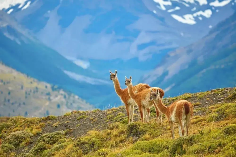 guanacoes-in-torres-del-paine-national-park-chile