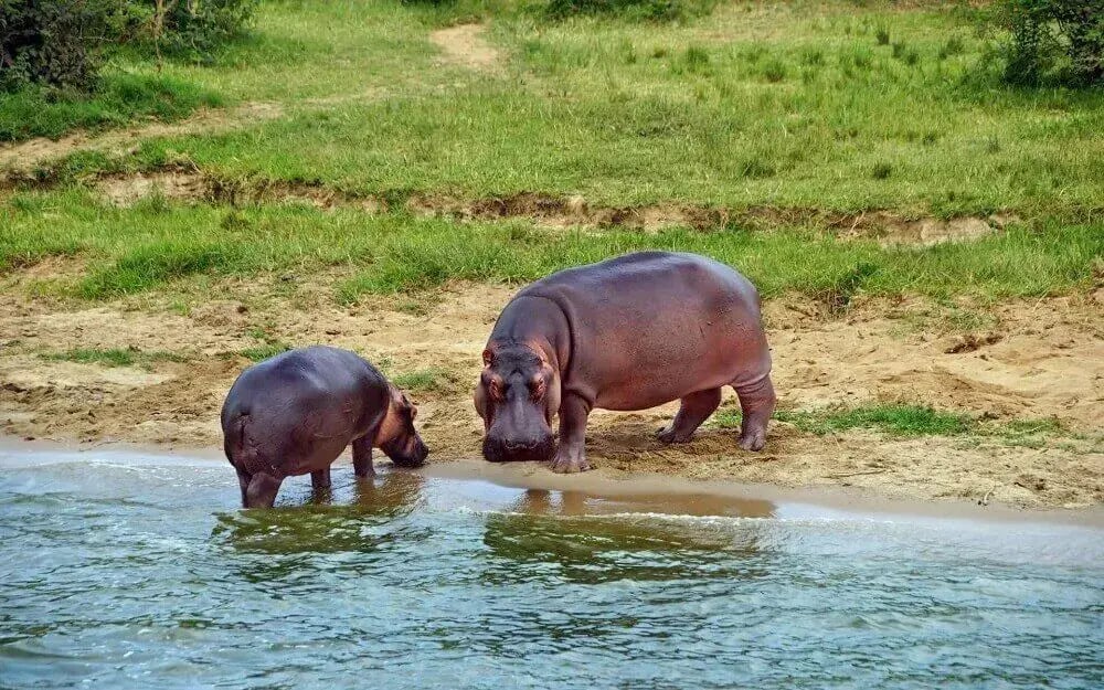 hippo_family_kazinga_channel_queen_elizabeth_national_park_uganda_safari
