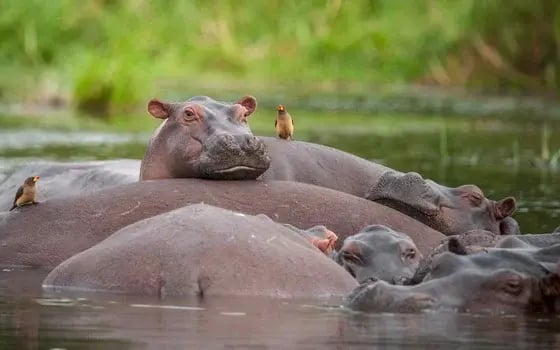 Wayfairer Travel Guide: Uganda 