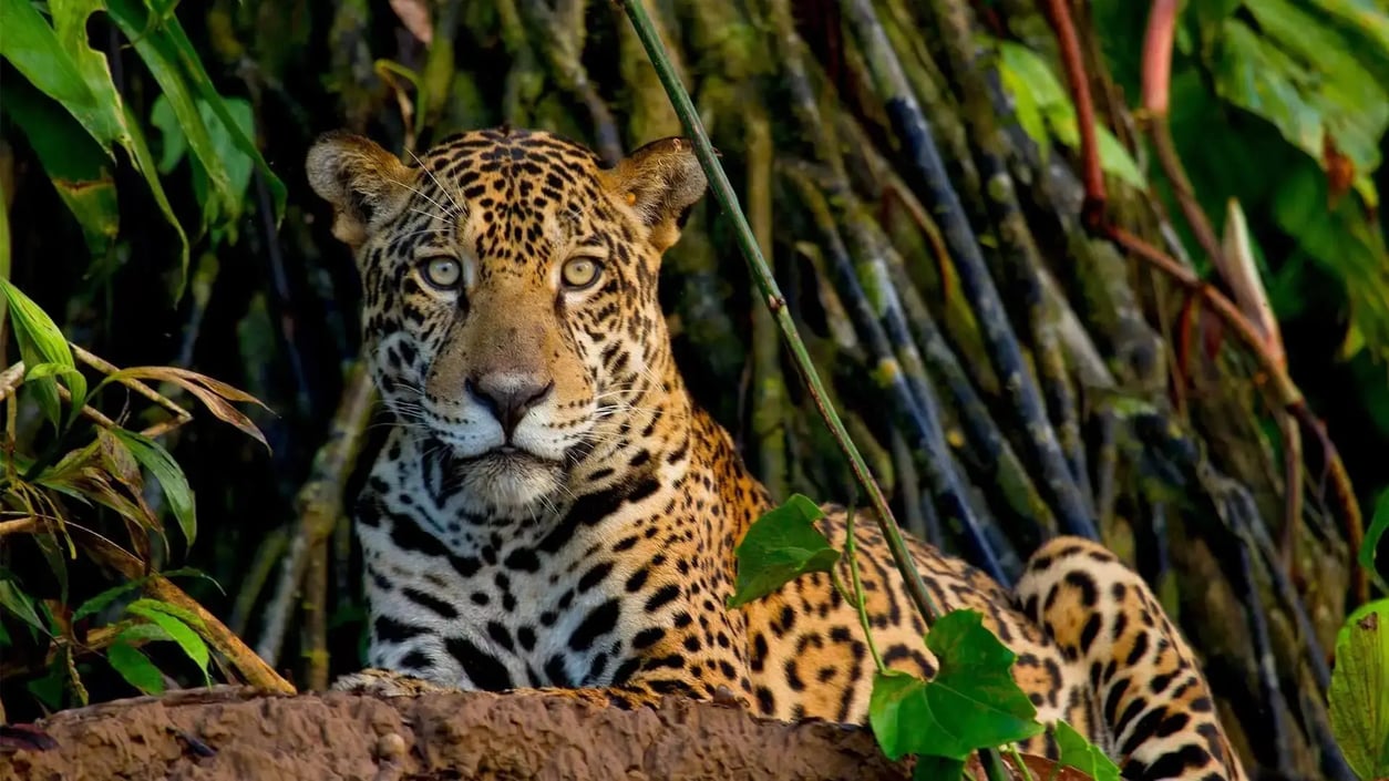 jaguaramazon-1-_1_