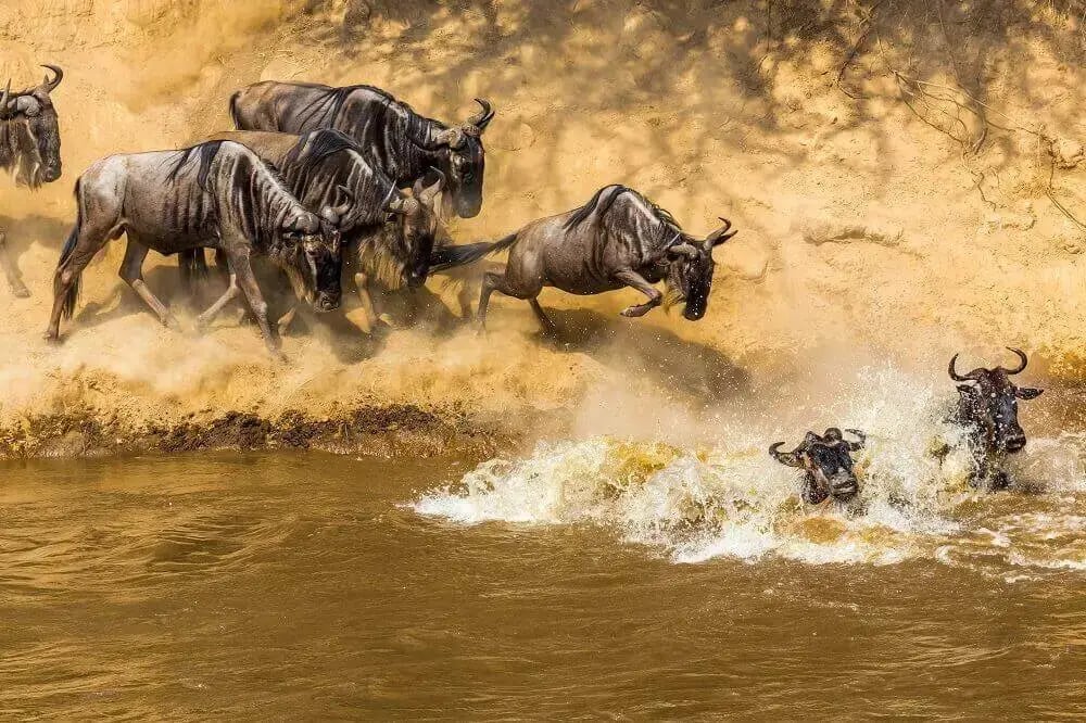 kenya_great_wildebeest_migration_masai_mara