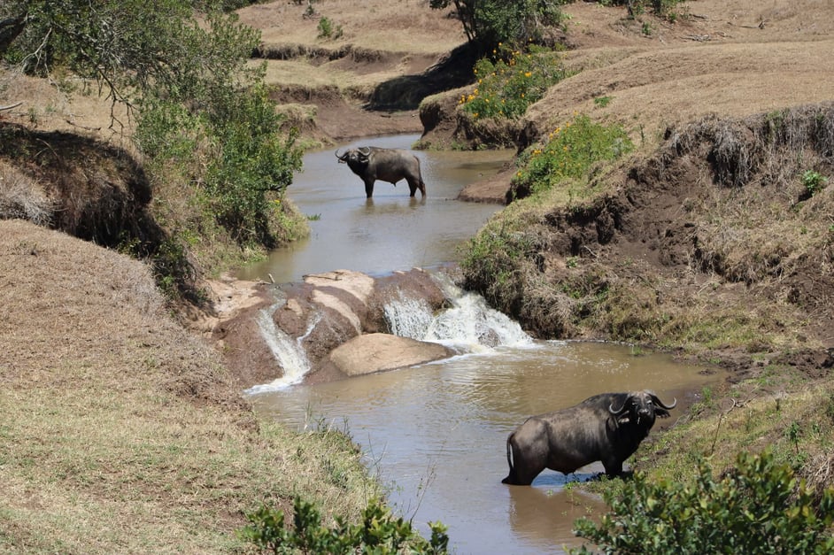 kenya_honeymoon_dandc_buffaloes
