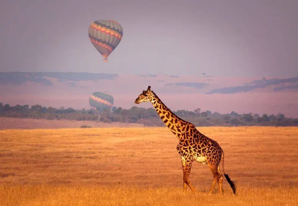 kenya_safari_giraffe_balloon